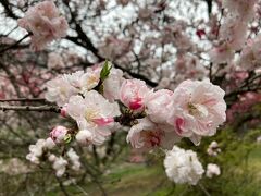 花桃街道ドライブ