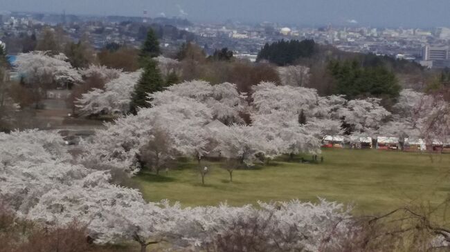 北国に春がやってきました。桜満開です。<br />八戸公園。白山台公園。お天気が良くて桜のピンク色が青空をバックに美しく華やか！！<br />さくら満開でした