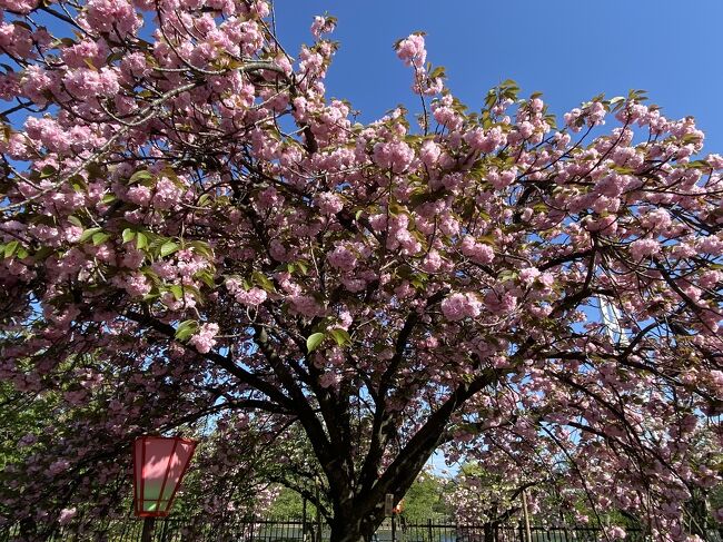 造幣局の桜の通り抜けに行きました。