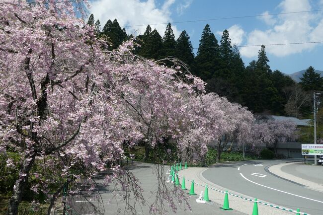 2022年4月、南信州・駒ケ根にある古刹・光前寺へお花見に行ってきました。<br />コロナ禍にあって何処へもいけませんが、立ち見のお花見くらいなら密にならないと考えてローカルではありますが、知る人ぞ知る花見の名所でもある光前寺のお花見です。<br />