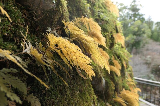 伊豆湯ヶ島温泉　優雅な春旅♪　Vol.22 ☆昭和のロマン「湯道」♪