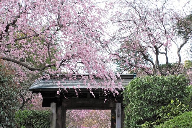 毎年の鎌倉桜さんぽ。<br />今年は明月院の枝垂れ桜がここ数年で最もきれいだとの情報を得て行ってみました。<br /><br />桜の時期をとうに過ぎ、間もなくアジサイの見頃を迎えようとしている鎌倉ですが、来年の参考にしていただければ幸いです。