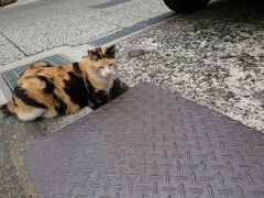 尾道 猫スポット に関する旅行記 ブログ フォートラベル 広島県