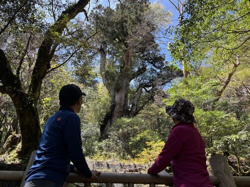 念願の屋久島(3) 60歳過ぎてからの 縄文杉への道 2022.4』屋久島