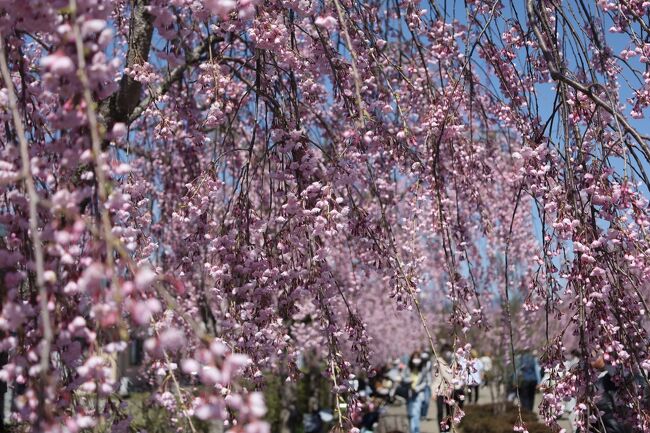 　東京のソメイヨシノにはどうも馴染めず、東北へ「桜」を追いかけました。今回はみちのく三大さくらと言われる北上、角館、弘前、そして新興の喜多方です。<br />　予報では、ほぼつぼみから1-３分咲きの状態でしたが、いざ出かけてみれば角館（2-3分）を除き、５分から８分咲きという見頃で、かつ思ったほどの混雑はありません。(JR郡山－会津若松間は混雑）<br /><br />　現在東北方面の新幹線は先月の地震の影響で、車両名も時刻もすべて臨時便で運航されており、注意が必要です。<br /><br />　・スマホナビ私を連れて何処行くの<br /><br />　・春の夢昨夜の続きリクエスト<br /><br />　・喜多方の浮世の桜見タカッタ<br />
