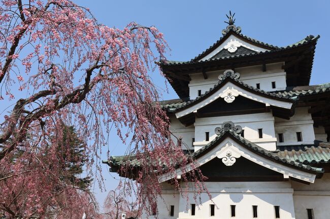 ◎追いかけて「桜」（2）角館、弘前