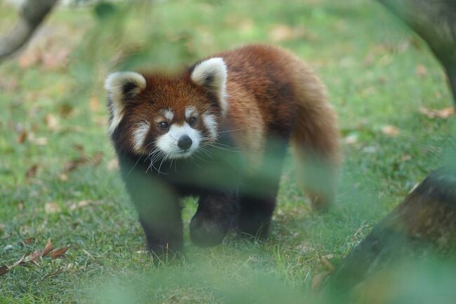 新型コロナが落ち着いた隙に11月、12月、22年1月と3ヶ月連続で宿泊旅行してきました。12月は大阪旅行です。（あとの2回もそのうち旅行記になる予定）<br />ニフレルでコビトカバ（ミニカバ）のテンテン、天王寺動物園でホッキョクグマのホウちゃんに会うのが目的です。<br /><br /><br />　　　　1日目：東京→大阪→≪NIFREL≫いろにふれる<br />　　　　　　　　　　　　　　　　　　　（https://4travel.jp/travelogue/11730490）<br />　　　　　　　わざにふれる→WONDER MOMENTS<br />　　　　　　　　　　　　　　　　　　　（https://4travel.jp/travelogue/11732171）<br />　　　　　　　かくれるにふれる→みずべにふれる<br />　　　　　　　　　　　　　　　　　　　（https://4travel.jp/travelogue/11735236）<br />　　　　　　　みずべにふれる　　　　　（https://4travel.jp/travelogue/11737346）<br />　　　　　　　うごきにふれる　　　　　（https://4travel.jp/travelogue/11738503）<br />　　　　　　　ひびきにふれる→ホテル　（https://4travel.jp/travelogue/11739064）<br />　　　　2日目：朝食→≪天王寺動物園≫ホッキョクグマ<br />　　　　　　　　　　　　　　　　　　　（https://4travel.jp/travelogue/11740211）<br />　　　　　　　メガネグマ→アシカ　　　（https://4travel.jp/travelogue/11744005）<br />　　　　　　　キジ舎→アイファー　　　（https://4travel.jp/travelogue/11746190）<br />　　　　　　　フラミンゴ→猛禽舎　　　（https://4travel.jp/travelogue/11747504）<br />今ココ→　　　小型動物舎→ペンギン<br />　　　　　　　ふれあい広場→東京　　　（https://4travel.jp/travelogue/11752870）