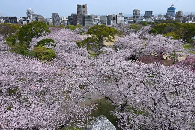 やっと例のまん防も解除され、久しぶりに遠出してみようかと思い立ち、今回は１泊２日で、すでに桜が開花し始めている九州のうち２つの都市（熊本県熊本市＆福岡県福岡市）を順に巡っていくことに。<br /><br />最初に訪れた熊本市を出発し、今回巡るもう１つの街である福岡県福岡市に到着したころにはすでに日も暮れてきたので、2021年３月にオープンした「ホテルJALシティ福岡天神」へと早々にチェックインし、１日目は終わりに。<br /><br />そして２日目はここ福岡市内を観光していくこととし、早速訪れたのが、関ケ原の戦いの後、ここ筑前国52万石を治めることとなった黒田氏の居城である「福岡城」で、現在、城跡は「舞鶴公園」として整備されています。<br />市内のど真ん中にもかかわらず広い敷地の中には、各所に大大名の居城らしい立派な石垣が残り、また、約500本もの桜が咲き誇るお花見スポットにもなっており、園内で１番高い天守台からは薄紅色の桜が広がる光景を楽しむことができました♪<br /><br /><br />〔2022.3 さくら彩る春の九州２都巡り〕<br />●Part.1（１日目①）：熊本城（日本100名城／日本さくら名所100選）<br />　https://4travel.jp/travelogue/11747187<br />●Part.2（１日目②）：水前寺成趣園<br />　https://4travel.jp/travelogue/11748106<br />●Part.3（２日目①）：福岡城跡（日本100名城）【この旅行記】<br />●Part.4（２日目②）：西公園（日本さくら名所100選）／住吉神社（筑前国一之宮）<br />　https://4travel.jp/travelogue/11751824<br /><br />〔日本100名城登城記〕<br />●根　城（陸奥国）：https://4travel.jp/travelogue/11706813<br />●水戸城（常陸国）：https://4travel.jp/travelogue/11472788<br />●小田原城（相模国）：https://4travel.jp/travelogue/11685392<br />●上田城（信濃国）：https://4travel.jp/travelogue/11516270<br />●小諸城（信濃国）：https://4travel.jp/travelogue/11535605<br />●春日山城（越後国）：https://4travel.jp/travelogue/11658345<br />●高岡城（越中国）：https://4travel.jp/travelogue/11741823<br />●金沢城（加賀国）：https://4travel.jp/travelogue/11743925<br />●彦根城（近江国）：https://4travel.jp/travelogue/11718422<br />●小谷城（近江国）：https://4travel.jp/travelogue/11716960<br />●姫路城（播磨国）：https://4travel.jp/travelogue/11593194<br />　　　　　　　　　　https://4travel.jp/travelogue/11601496<br />●松江城（出雲国）：https://4travel.jp/travelogue/11478799<br />●津山城（美作国）：https://4travel.jp/travelogue/11484252<br />●萩　城（長門国）：https://4travel.jp/travelogue/11628785<br />●宇和島城（伊予国）：https://4travel.jp/travelogue/11644895<br />●大洲城（伊予国）：https://4travel.jp/travelogue/11652466<br />●高知城（土佐国）：https://4travel.jp/travelogue/11567369