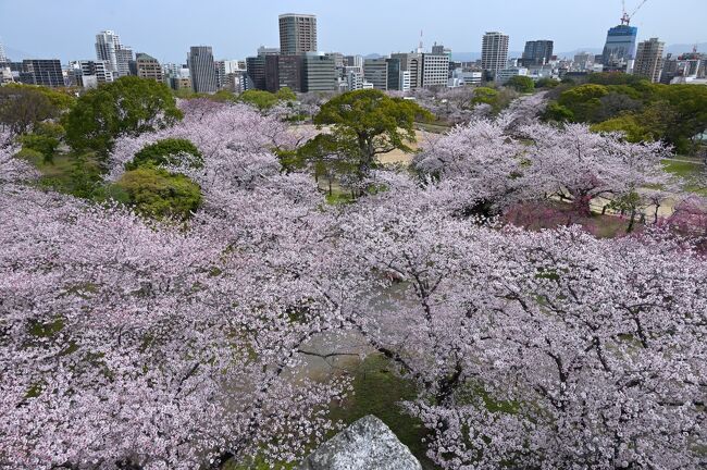 やっと例のまん防も解除され、久しぶりに遠出してみようかと思い立ち、今回は1泊2日で、すでに桜が開花し始めている九州のうち2つの都市(熊本県熊本市&福岡県福岡市)を順に巡っていくことに。<br /><br />最初に訪れた熊本市を出発し、今回巡るもう1つの街である福岡県福岡市に到着したころにはすでに日も暮れてきたので、2021年3月にオープンした「ホテルJALシティ福岡天神」へと早々にチェックインし、1日目は終わりに。<br /><br />そして2日目はここ福岡市内を観光していくこととし、早速訪れたのが、関ケ原の戦いの後、ここ筑前国52万石を治めることとなった黒田氏の居城である「福岡城」で、現在、城跡は「舞鶴公園」として整備されています。<br />市内のど真ん中にもかかわらず広い敷地の中には、各所に大大名の居城らしい立派な石垣が残り、また、約500本もの桜が咲き誇るお花見スポットにもなっており、園内で1番高い天守台からは薄紅色の桜が広がる光景を楽しむことができました♪<br /><br /><br />〔2022.3 さくら彩る春の九州2都巡り〕<br />●Part.1(1日目①):熊本城(日本100名城/日本さくら名所100選)<br /> https://4travel.jp/travelogue/11747187<br />●Part.2(1日目②):水前寺成趣園<br /> https://4travel.jp/travelogue/11748106<br />●Part.3(2日目①):福岡城跡(日本100名城)【この旅行記】<br />●Part.4(2日目②):西公園(日本さくら名所100選)/住吉神社(筑前国一之宮)<br /> https://4travel.jp/travelogue/11751824<br /><br />〔日本100名城登城記〕<br />●根 城(陸奥国):https://4travel.jp/travelogue/11706813<br />●水戸城(常陸国):https://4travel.jp/travelogue/11472788<br />●小田原城(相模国):https://4travel.jp/travelogue/11685392<br />●上田城(信濃国):https://4travel.jp/travelogue/11516270<br />●小諸城(信濃国):https://4travel.jp/travelogue/11535605<br />●春日山城(越後国):https://4travel.jp/travelogue/11658345<br />●高岡城(越中国):https://4travel.jp/travelogue/11741823<br />●金沢城(加賀国):https://4travel.jp/travelogue/11743925<br />●彦根城(近江国):https://4travel.jp/travelogue/11718422<br />●小谷城(近江国):https://4travel.jp/travelogue/11716960<br />●姫路城(播磨国):https://4travel.jp/travelogue/11593194<br /> https://4travel.jp/travelogue/11601496<br />●松江城(出雲国):https://4travel.jp/travelogue/11478799<br />●津山城(美作国):https://4travel.jp/travelogue/11484252<br />●萩 城(長門国):https://4travel.jp/travelogue/11628785<br />●宇和島城(伊予国):https://4travel.jp/travelogue/11644895<br />●大洲城(伊予国):https://4travel.jp/travelogue/11652466<br />●高知城(土佐国):https://4travel.jp/travelogue/11567369