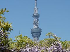 東京・亀戸天神の“藤まつり2022”を訪れて