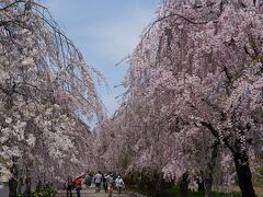 枝垂桜咲く蔵の街へ
