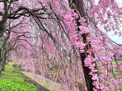 山中湖周辺の桜を見て箱根に泊まる