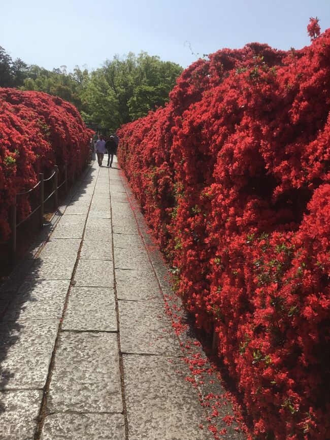 ポンペイ展が京セラ美術館で始まり　<br />同時に兵馬俑展も開催中なので<br />おひとり様で　1泊2日で京都に行きました<br />桜は終わった後の　お花巡りも楽しみました<br /><br />旅行費用<br />　新幹線￥15000<br />　ホテル　楽天トラベルよりポイント使用<br />　美術館　￥3900<br />　滞在費お土産代　￥13,000ぐらい