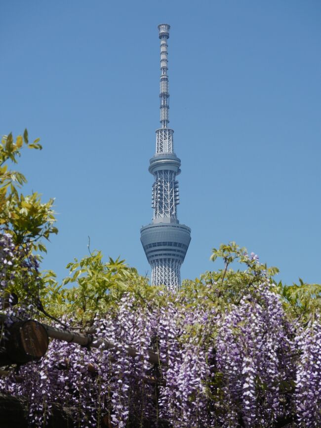 都内随一の藤の名所「亀戸天神」が見ごろを迎えたと聞き行ってみた。<br /><br />藤まつり　4月21日～5月6日<br />神苑の藤は、早春の梅とともに亀戸天神社を代表する花である。特に藤は東京の花の名所として名高く、江戸時代から「亀戸の五尺藤」「亀戸の藤浪」として広く親しまれている。15棚100株の藤の盛りの華麗な美しさが、朱の太鼓橋と心字池の水面とのコントラストによって一段と際立ち、見事さを誇っている。期間中ライトアップされる（日没～）亀戸天神HPより