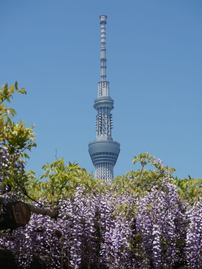 東京・亀戸天神の“藤まつり2022”を訪れて