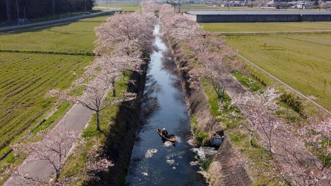 まだ桜が残ってると思い<br />山県市の鳥羽川に来ましたが<br />見頃は終わっていましたね<br />カタクリもほぼ咲き終わり<br />先週が見頃でしたね<br />日曜日は雨でダメダメでしたが<br /><br />昨年木に引っ掛けた<br />マビミニが雪で落ちてないかと<br />期待してたが<br />木が伐採されてました<br />何本も折重なっていて<br />見つけれませんでしたが<br />地上にある筈なんだが・・・<br /><br />桜が終わってちゃ<br />和舟もイマイチなんで<br />早目に終わって<br />帰りにしちゃいました