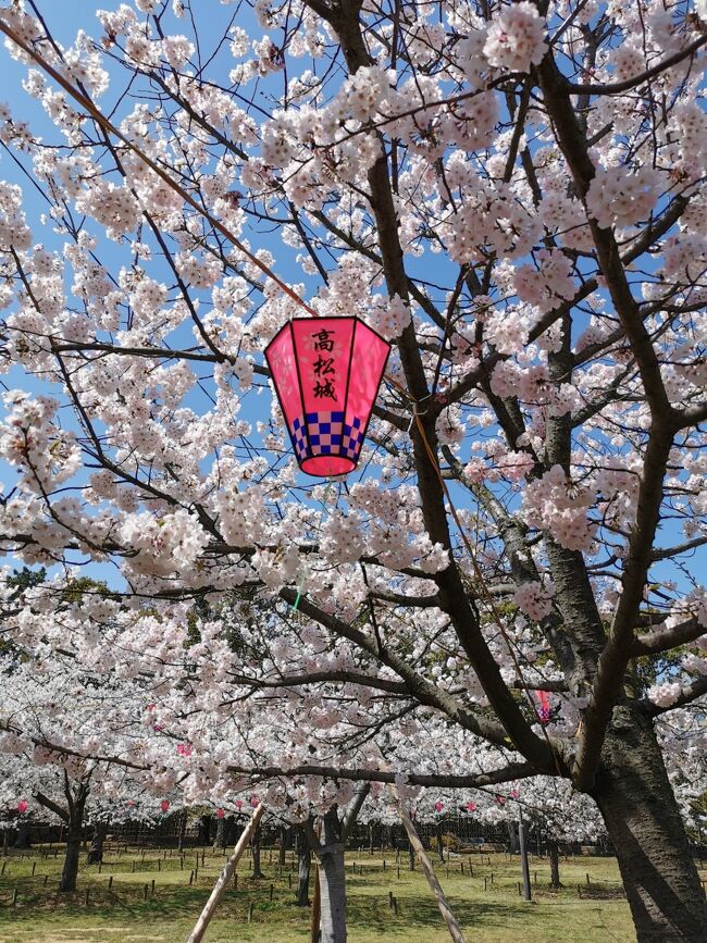 18きっぷが2枚あるので日帰りを2回行くか<br />泊りで行くか考えて、まだ桜がギリギリ綺麗に咲いてるので<br />お花見しに四国に2泊3日で行くことにしました<br /><br />香川の高松で桜を見て、徳島でも桜を見て<br />鳴門でも桜を見る<br />お花見を目的に旅行するのもいいなと改めて実感(*^^*)<br /><br />徳島に2泊して、1日目の目的は<br />高松と徳島の城跡の公園でお花見をする<br />2日目は鳴門でサイクリング<br />3日目は牟岐線で阿波海南に行く計画を立てました<br /><br />1日目<br />大阪→高松→徳島<br />2日目<br />徳島→鳴門<br /><br /><br />
