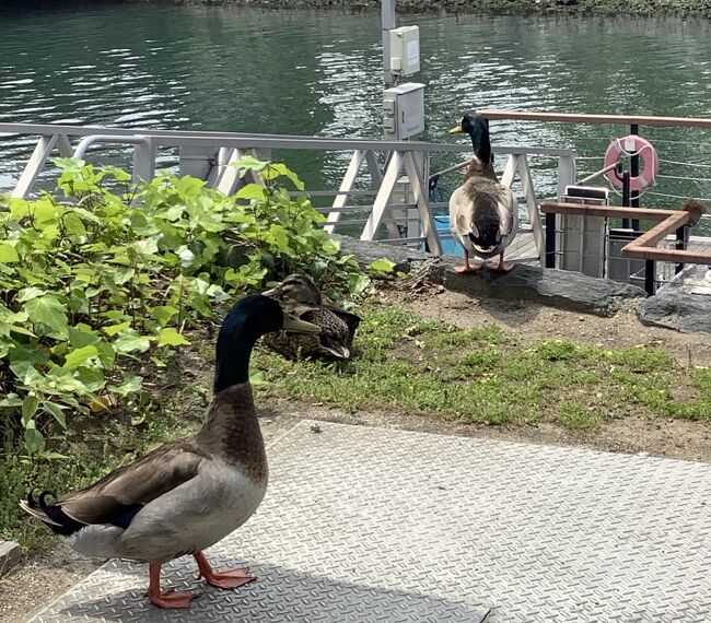 　徳島市二日目^o^　(part 2の地図参照)<br /><br />　地図②徳島中央公園で地元の方にご案内いただきました。<br />　<br />　地図③30分のひょうたん島クルーズは最高！<br />　<br />　地図④眉山ロープウエイで眉山へ。お昼ご飯はわらび餅？そしてお昼寝。<br /><br />　地図⑤阿波踊り会館で阿波踊りを踊った気分になり<br /><br />　高松へGo！