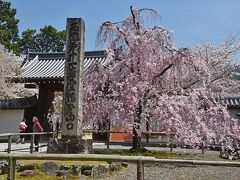 京都のお花見旅行１日目ー醍醐寺、随心院、毘沙門堂、山科疎水、東寺