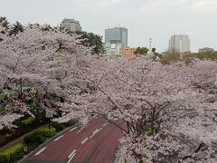 東京２０２２桜　【１０】東京ミッドタウン