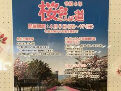 桜のさんぽ道 in 造幣局さいたま支局