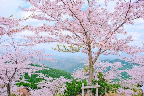 山全体がピンクに覆われる光景が見たくてcherikoさんと吉野山へ