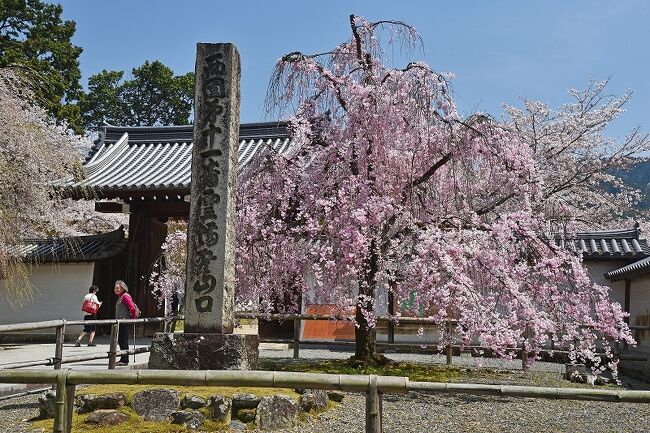 ３泊４日のお花見旅行で京都へ。４日間で訪れたお花見スポットは以下の通りだった。<br />１日目：千葉～京都、醍醐寺、随心院、山科疎水、毘沙門堂、東寺（ライトアップ）<br />２日目：京都から日帰りで吉野山<br />３日目：平野神社、退蔵院、仁和寺、原谷苑、半木の道（鴨川河畔）<br />４日目：三千院、寂光院、京都～千葉<br /><br />昨年秋に、新型コロナの蔓延状況も桜の開花時期も天候も全く予想出来ないものの、桜が満開となり最も混雑するであろう４月初めから時期を若干遅らせてお花見に行くべく、4/7-4/10にホテルの予約を行っていた。そういう意味では最も行きたかったのは、吉野山と遅咲きの御室桜の仁和寺ということになるが、あわよくば豊臣秀吉の醍醐のお花見で有名な醍醐寺の桜も見てみたいと気持ちもあった。予約したホテルは前日までのキャンセル可だったので、昨年のように早めに満開となってしまったり、週間予報が雨続きだったり、コロナの蔓延防止等重点措置期間だったりすれば、直前にキャンセルすることも覚悟していた。３月末頃までは落ち着かない日々だったが、４月に入ってから京都の開花情報をチェックしているうちに、ソメイヨシノは見頃を過ぎてしまい、仁和寺や吉野山は未だ咲いていないということになりそうだったものの、週間天気予報が4/7-4/10は晴続きを予想したので、覚悟を決めて出発３日前に新幹線のチケットを購入。やきもきしながら開花状況を見つめていたが、幸運なことに、4/5頃までは比較的寒くて満開の桜も散り初めず、その後は急に暖かくなって遅咲きの桜も一気に開花となった。その結果、醍醐のお花見はちょっと遅め、吉野山や仁和寺はちょっと早めのレベルで十分楽しむことが出来た。桜の種類がソメイヨシノだけではなく、時期が少しずれて咲くしだれ桜や他の種類があったということも大きな要因だろう。泊りがけのお花見を早くから計画することは、つくづく難しいということを実感した次第だ。ちなみに、開花情報は「そうだ京都行こう！桜情報」と京都新聞桜開花情報を参考にしていた。また、京都のお花見名所情報や吉野山見物の仕方については、この４トラベルの質問箱を利用して、多くの方から色々とお教えいただいた。この欄を利用して感謝申し上げます。<br /><br />１日目は、新幹線で10時半頃京都駅到着。四条烏丸のホテルに荷物を預けた後、まずは醍醐寺へ。その後、随心院を経て山科の毘沙門堂と山科疎水。最後は、ライトアップされた東寺の見物。ネット情報ではいずれも満開と表示されていたが、やや遅めの名残の桜を楽しむことが出来た。<br /><br />