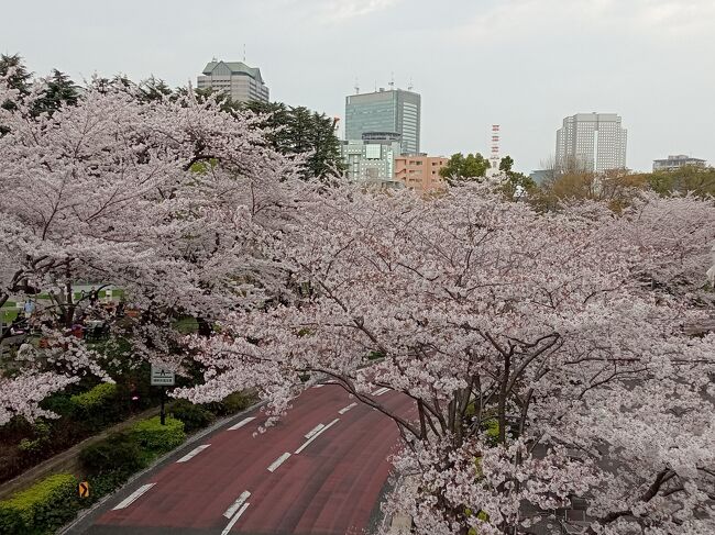 3月末になって東京および首都圏で桜が満開になりました。昨年都心の桜巡りはコロナ禍と日程の都合上、2ヶ所での咲き始め状態しか見られませんでした。今年は都心の桜が満開時の土日はあいにくの天候なので、平日に時間を作って結構な数の場所を訪れました。<br />今年は2年ぶりに東京の桜の名所でも特に人気がある目黒川、千鳥ヶ淵（皇居）、隅田公園の他、過去何度か訪れている青山霊園、桜の時期では2度目の池上本門寺、六本木ミッドタウン、そして初めて訪れる洗足池に足を運びました。場所により青空、曇り空でそれぞれ違いますが、いずれのスポットも桜は満開状態！まるで夢の世界のような桜並木の光景を楽しむことができました！<br /><br />---------------------------------------------------------------<br />スケジュール<br /><br />　3月28日　自宅－東急東横線中目黒駅　目黒川－東急・東京メトロ渋谷駅　　　　　　　<br />　　　　　　－東京メトロ九段下駅　千鳥ヶ淵－自宅　<br />　3月30日　自宅－JR五反田駅－東急池上線洗足池駅　洗足池－<br />　　　　　　東急池上線池上駅　池上本門寺－東急・JR蒲田駅－<br />　　　　　　 JR・東京メトロ上野駅－東京メトロ浅草駅　隅田公園－自宅　<br />★3月31日　自宅－東京メトロ青山一丁目駅　青山霊園－<br />　　　　　（徒歩）新国立美術館－東京ミッドタウン－<br />　　　　　　東京メトロ六本木駅－東京メトロ青山一丁目－<br />　　　　　（徒歩）明治神宮野球場　東京メトロ青山一丁目－自宅