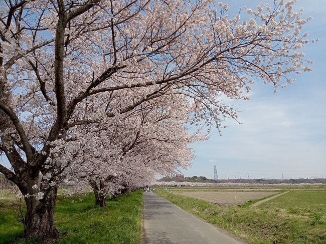 埼玉２０２２桜　【３】都幾川桜堤