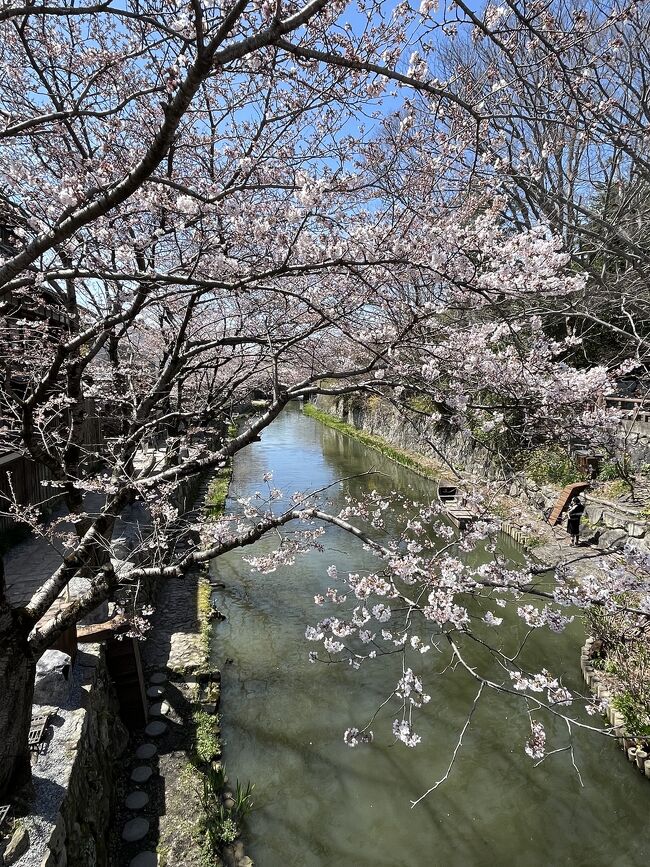 今年はまだまだ遠出ができない春ですが、日帰りで桜を楽しみました。満開の桜を見た後、2週間後に再訪し、新緑の近江八幡も楽しみました。美味しいお店、歴史の舞台、桜。何度行っても、また新しい発見がある街です。