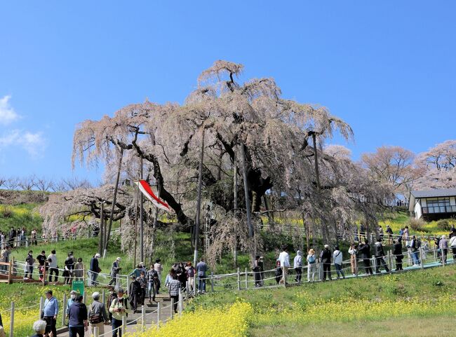 「三春滝桜」は、日本三大桜の一つで、樹齢1,000年以上のベニシダレザクラです。大正11年(1922)に、桜の木としては初めて国の天然記念物に指定された名木です。皇居新宮殿の正殿松の間を飾る杉戸絵「桜」は、滝桜をモデルに描かれたことでも知られています。<br /><br />開花期には四方に伸びた枝から、薄紅色の小さな花を無数に咲かせ、その様はまさに流れ落ちる滝のように見えることから「滝桜」と呼ばれるようになったと言われています。日本三大桜は、福島の「三春滝桜」、山梨の「山高神代桜」、岐阜の「根尾谷淡墨桜」です。<br /><br />「地蔵ザクラ」は、樹齢約400年のベニシダレザクラで、三春滝桜の娘と伝えられています。滝桜に比べて濃いピンクの花をつけ、翼を広げた鳥のような形をしています。木の下には地蔵堂があり、昔から赤ん坊の短命、夭折の難を逃れるため、願をかけたといわれています。