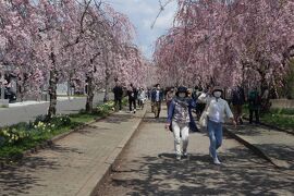 福島桜旅・・日中線しだれ桜並木を訪ねます。