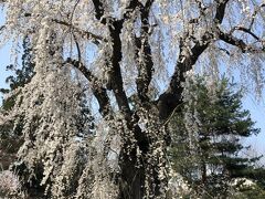 桜満喫　マダムの春旅イン弘前　②　1日目の２　藤田記念庭園・洋館（大正浪漫喫茶室）・和館・匠館