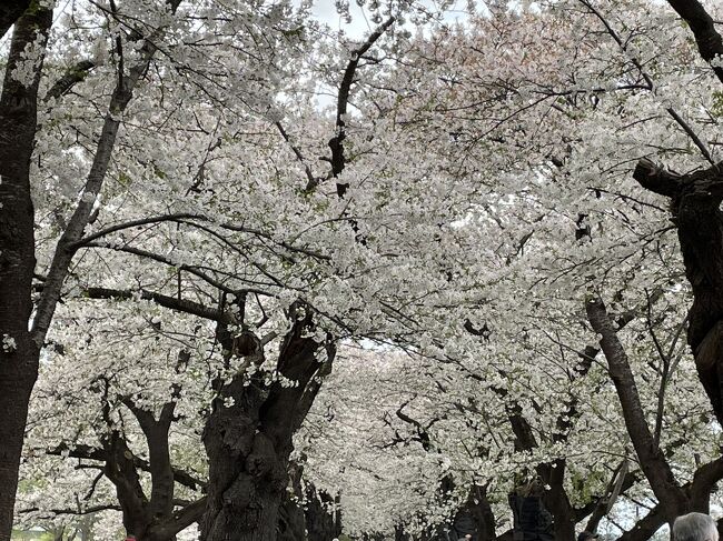 前回　葉桜になっての旅行になったので、今年は<br />桜開花予想が出てから　ツアーを申し込んだ。結果　北上展勝地　角館　平川猿賀公園　全部満開　<br />最高の3日間だった