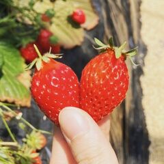 ハイキング・登山