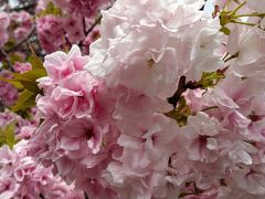 新宿御苑は花盛りです。八重桜、つつじ、チューリップ、若楓、うこん桜も見頃でした。