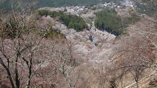 一目千本吉野の桜　飛鳥めぐり　紀伊半島縦断３