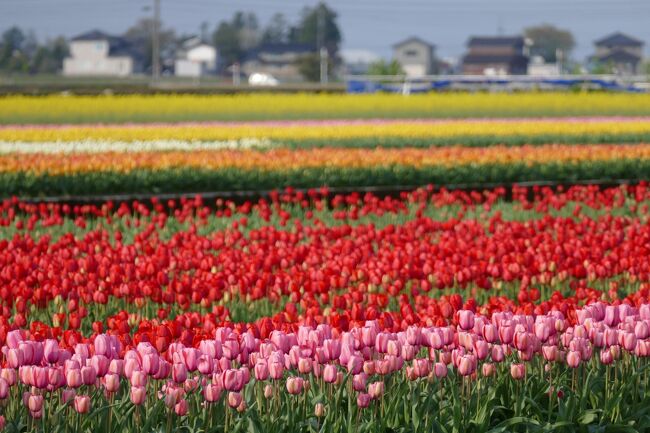 今年の桜・そしてチューリップの開花状態<br />調べてはいたけれど、、急に暑くなった日が数日続いて・・・<br />最初に予定を立てていた日程では。。。。。う～ん。。<br />何処かの場所が駄目だね・・・<br />でも、せっかく予定を立てたので実行します。<br />今年の状態を見て、再度来年以降に、最上の風景が見れますように！<br />花に関しては予行練習編です。<br />それと、安曇野でサイクリングをします。<br />元善光寺御開帳の年なので参拝（令和3年（丑年）に開催を予定でしたが、新型コロナウイルス感染症の影響により1年延期し、令和4年（寅年）の開催。）<br />　<br />行きたかった（見たかった）場所<br />〇入善フラワーロード<br />〇あさひ舟川四重奏<br />〇中綱湖　山桜<br />〇大出公園　桜<br />〇大王わさび農場<br />〇安曇野サイクリングコース（A＆B）<br />〇元善光寺　御開帳　参拝