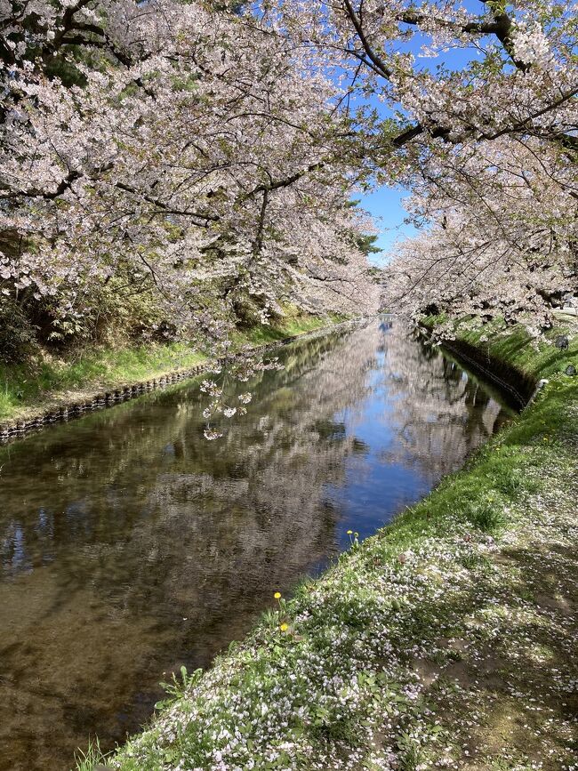 コロナも落ち着いて(？)来た感じで、来年には外国人観光客が来るかもしれないと考えて、今行くしかない！<br />というわけで、桜を見に行きました。<br />桜メインなので、他は暇つぶしでよりました。<br />思いの外、ねぶた＆ねぷたが綺麗でした。<br />カメラが悪いので、あんまりきれいに撮れてないですけど・・・。