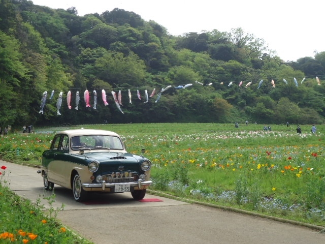 くりはま花の国はこの時期ネモフィラとポピーで満開のきれいな花畑です。４月２３日だけ、クラシックカーが集まり、花と一緒に写真を撮ったり、マシンを見たりの楽しい車と花のコラボです。<br />第７回のヒストリックカーディを見てきました。