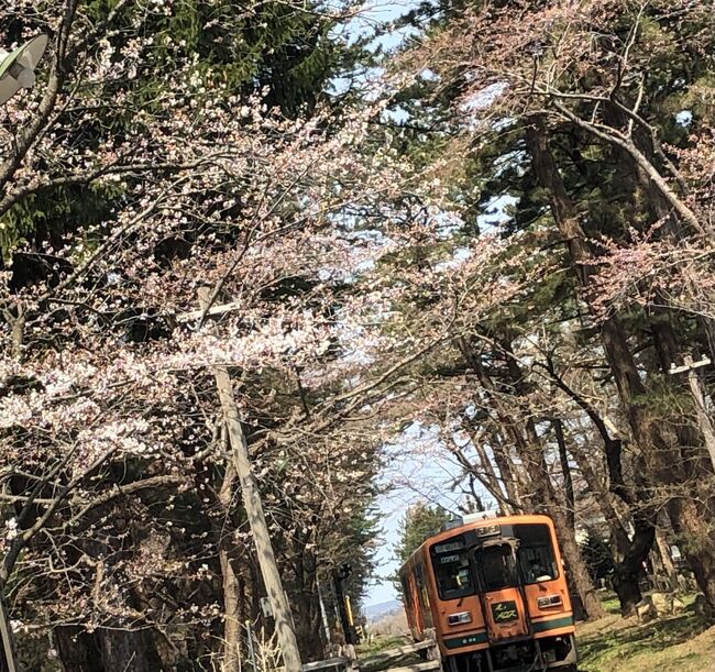 　2022年4月19日（火）～21日（木）桜をめでる一人旅に出かけました。もともとは4月17日（日）から3日間のツアーを申し込んでいたのですが、3月16日の地震で東北新幹線が運休。復旧予定日は、旅行終了後の4月20日。それで、早々に見切りをつけキャンセル。ＪＡＬマイルでエアチケットを取り、一人で回ることにしました。その後、新幹線は予定より早くに復旧。ちょっと早まったかな？でも、桜の見ごろは見事的中！しかも、全くの傘いらずの晴天！弘前市内に2泊し、3日間、弘前市内、芦野公園、五所川原佞武多館を公共交通機関と二本の足で、動き回り、朝に昼に夜に、桜をしっかり満喫・堪能しました。その3日間の旅行記です。主な行程は下記のとおりです。①②③・・は旅行記の番号です。細かく分けましたので、興味のある所だけでも、よろしければ最後まで、お付き合いいただければ幸いです。<br />1日目　4月19日（火）自宅～羽田～青森～弘前市　旧第八師団長官舎①　<br />　　　　　　　　　　藤田記念庭園・洋館（大正浪漫喫茶室）和館・匠館②<br />　　　　　　　　　　弘前城植物園③弘前公園・弘前城④<br />　　　　　　　　　　買い物　夜の弘前公園　弘前パークホテル⑤連泊<br />2日目　20日（水）　芦野公園⑥五所川原立佞武多館⑦<br />弘前図書館・山車展示館・東奥義塾外人教師館・サロンドカフェアンジュ⑧　　<br />　　　　　　　　ミニチュア建造物館・青森銀行記念館・弘前市立観光館⑨<br />3日目　21日（木）弘前公園・弘前城⑩<br />                  弘前教会・弘前カトリック教会・びっくりドンキー・青森空港<br />                  ～羽田空港～帰宅⑪