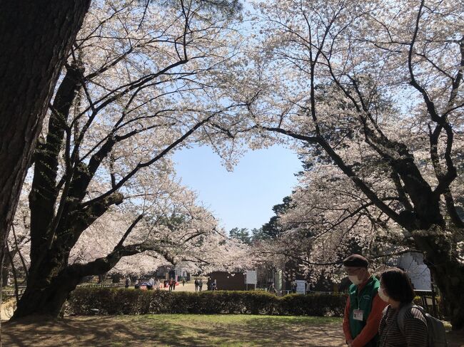 　2022年4月19日（火）～21日（木）桜をめでる一人旅に出かけました。もともとは4月17日（日）から3日間のツアーを申し込んでいたのですが、3月16日の地震で東北新幹線が運休。復旧予定日は、旅行終了後の4月20日。それで、早々に見切りをつけキャンセル。ＪＡＬマイルでエアチケットを取り、一人で回ることにしました。その後、新幹線は予定より早くに復旧。ちょっと早まったかな？でも、桜の見ごろは見事的中！しかも、全くの傘いらずの晴天！弘前市内に2泊し、3日間、弘前市内、芦野公園、五所川原佞武多館を公共交通機関と二本の足で、動き回り、朝に昼に夜に、桜をしっかり満喫・堪能しました。その3日間の旅行記です。主な行程は下記のとおりです。①②③・・は旅行記の番号です。細かく分けましたので、興味のある所だけでも、よろしければ最後まで、お付き合いいただければ幸いです。<br />1日目　4月19日（火）自宅～羽田～青森～弘前市　旧第八師団長官舎①　<br />　　　　　　　　　　藤田記念庭園・洋館（大正浪漫喫茶室）和館・匠館②<br />　　　　　　　　　　弘前城植物園③弘前公園・弘前城④<br />　　　　　　　　　　買い物　夜の弘前公園　弘前パークホテル⑤連泊<br />2日目　20日（水）　芦野公園⑥五所川原立佞武多館⑦<br />弘前図書館・山車展示館・東奥義塾外人教師館・サロンドカフェアンジュ⑧　　<br />　　　　　　　　ミニチュア建造物館・青森銀行記念館・弘前市立観光館⑨　<br />3日目　21日（木）弘前公園・弘前城⑩<br />                  弘前教会・弘前カトリック教会・びっくりドンキー・青森空港<br />                  ～羽田空港～帰宅⑪