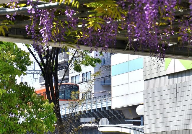 「日本の三大名藤」をご存じでしょうか?「牛島の藤」(埼玉県春日部市)、「春日野の藤」(奈良春日大社)までは容易いかもしれませんが、もうひとつは大阪市福島区にある「野田の藤」です。<br />学問の神様 菅原道真が太宰府へ左遷される際、河内道明寺を経て、福島玉川の地から舟で九州へ向かったと伝えます。この地に立ち寄った際、改名されたのが地名「福島」です。かつて大阪に数多の島々があった頃、現在の福島は細った島で「鹿飢島(餓鬼島)」と呼ばれていました。その島に道真が立ち寄った折、里人の徳次郎が旅情を慰めたのをいたく喜び、その地名では不憫だろうと反対の意味の「福島」と名付けたと伝わります。<br />両脇を淀川と堂島川に挟まれた野田・福島エリアを巡ると、『平家物語』にも記された「逆櫓戦略論争の地」や本願寺と織田信長の主戦場だった野田城址、大坂冬の陣の前哨戦「野田福島の合戦」など、数々の歴史を彩った舞台に遭遇します。その一方、かの秀吉も愛でたという「野田藤の名所」が日常のあわただしさを癒してくれます。黙して語らぬ野田藤が見つめ続けてきた「野田福島の歴史絵巻」を紐解いてみることにしました。