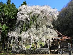 2022年北広島町枝垂れ桜めぐり橋山大歳神社のしだれ桜と地久院の枝垂れ桜