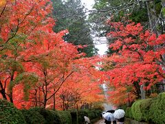 高野山の紅葉　