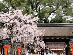 5年振りの京都桜めぐり3日目