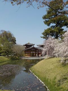 京歩き７　お茶と極楽浄土を求めて宇治へ