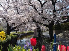 アニメ映画の舞台となった「玉串川」の桜並木