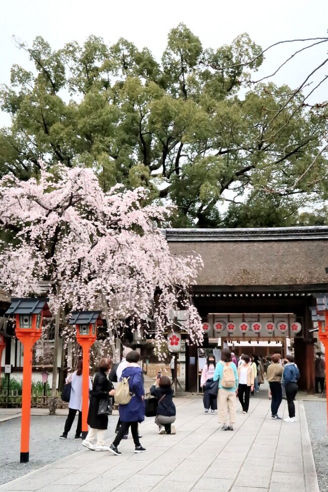 今日もホテルで朝食を済ませて、お天気もまぁまぁなので嵐山方面に行くことにしました。その前に主人が午前中に仙洞御所の予約をしてました。ここも2度目なのでささっと見学をして、市バスで嵐山に向かいました。<br /><br />ここも京都観光の人気スポット、かなりの人が来ていました。先ずは渡月橋そばのお蕎麦やさんで昼食することにしましたが、混んでいるので1時間待ちでした。その後天龍寺に入場して枝垂れ桜を鑑賞して、桜の名所平野神社に寄ってみました。ここはコロナ禍のせいか花見場所は天幕で覆われて入場料を取るようになってました。境内の桜はまだ咲いていないのもありましたが、入り口の桜はきれいに咲いていました。<br /><br />主人は北野天満宮に寄るというので、私は一人で先に帰ることにしました。疲れたので夕食はホテル近くのカレーやさんで済ませました。<br />いつもは最終日も午前中はどこか見学するのですが、電車が混まないうちに帰りたかったので、早めに新幹線に乗り帰宅しました。