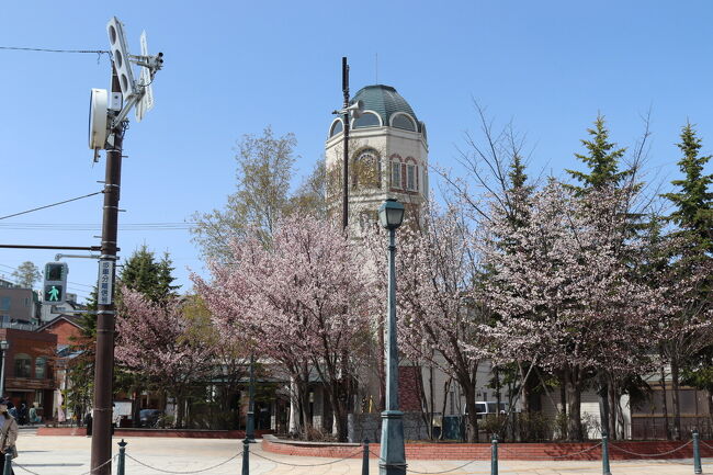 札幌は23日に桜の開花宣言がされ、小樽も同時期に咲くということでお花見しに小樽へ行ってきました＼^^／